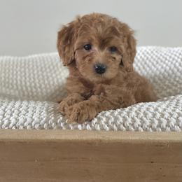 Bernedoodle, Goldendoodle, and Poodle Puppies from Central Valley Canine Companions
