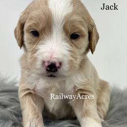 Jack - Apricot male Goldendoodle puppy in Milford, Indiana from Railway Acres Kennel