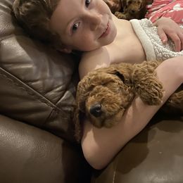 Poodle Puppies from Shamrock’s Poodles