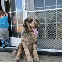 Henry - Goldendoodle