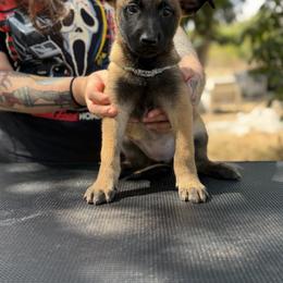 Celine - Mahogany female Belgian Malinois puppy in Deerfield Beach, Florida from vd Hunde der neuen Äre