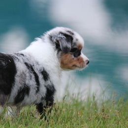 Miniature American Shepherd Puppies from Southern Star Miniature American Shepherds