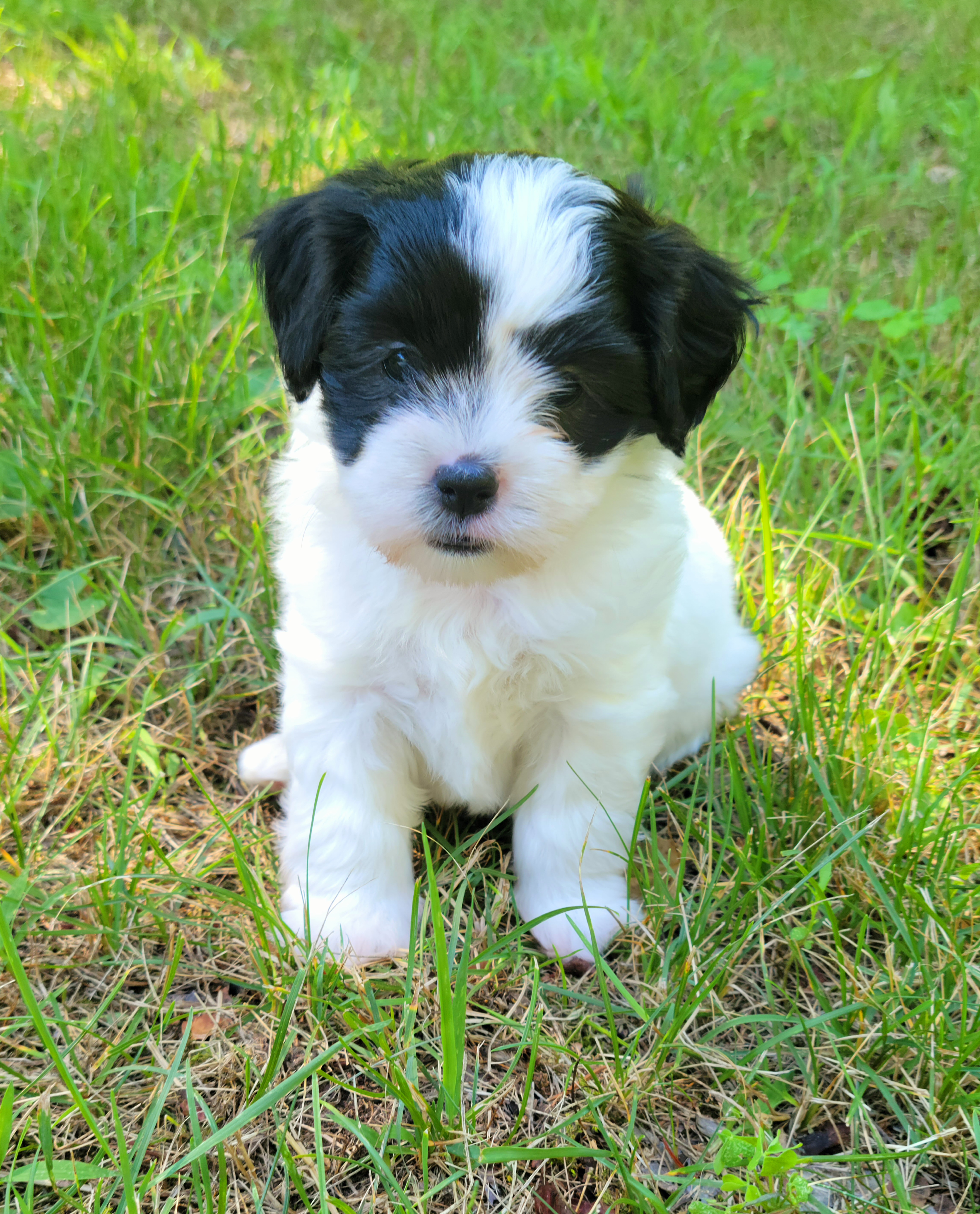 "Layla" Shihpoo Puppies from Perfect Companion Puppies