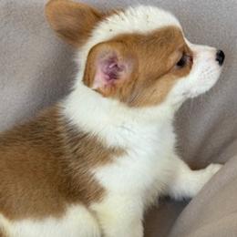 Boy - Fawn male Pembroke Welsh Corgi puppy in Huntington Beach, California from Gingerbread