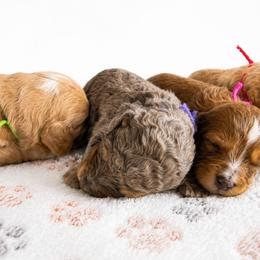Aussiedoodle, Bernedoodle, Cavapoo, Goldendoodle, and Newfypoo Puppies from Haaspawz