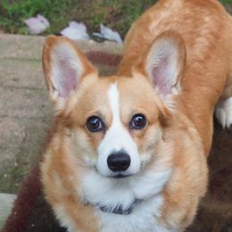 Gracie - Pembroke Welsh Corgi