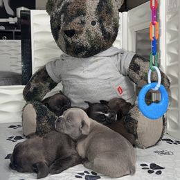 French Bulldog puppies from Rowdy Rowleyz Enshrined Frenchies LLC