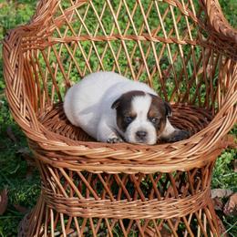 Valentino - Red mottled male Australian Cattle Dog puppy in Buffalo Valley, Tennessee from Buffalo Valley Breeders