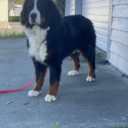 Simon - Bernese Mountain Dog