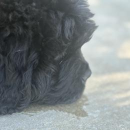 Girl 2 - Black female Newfoundland puppy in Riverside, California from Gentle Soul Newfoundlands