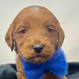 Blue Male - Apricot male Goldendoodle puppy in Great Falls, Montana from Montana Goldendoodles