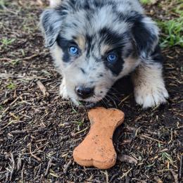Australian Shepherd Puppies from Southern Boy Blues Aussies