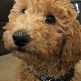 Poodle Puppies from Remnant Ranch Poodles