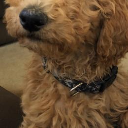 Poodle Puppies from Remnant Ranch Poodles