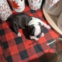 Perfect F - Black and white female Boston Terrier puppy in Gaffney, South Carolina from Battlefield Kennels