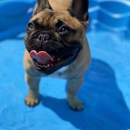 French Bulldog All Grown Up from Kickz Frenchies