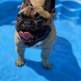 French Bulldog All Grown Up from Kickz Frenchies