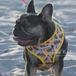 Vera - French Bulldog