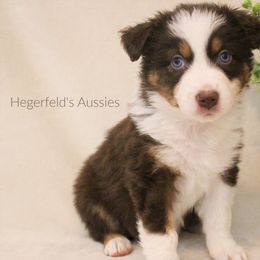 Australian Shepherd Puppies from Hegerfeld's Aussies