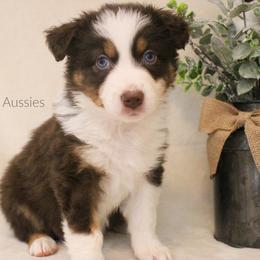 Australian Shepherd Puppies from Hegerfeld's Aussies