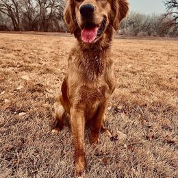 Golden Retriever All Grown Up from Duck Dogs Colorado