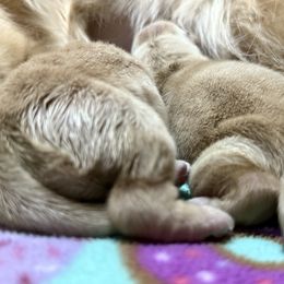 Puppy 1 - Golden male Golden Retriever puppy in Yakima County, Washington from Saddle Rock Kennels