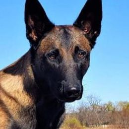 Belgian Malinois from Petrova Malinois