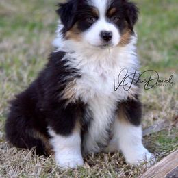 Aussiedoodle and Australian Shepherd Puppies from Double M Aussies