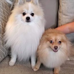 Pomeranians from Kay's Pomeranians