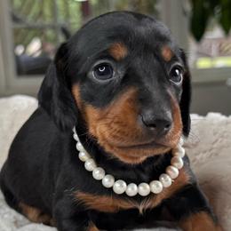 Daphne - Black and tan female Dachshund puppy in Wallingford, Kentucky from Hensley Homestead Dachshunds