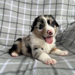 Bingo - Blue merle male Australian Shepherd puppy in Albany County, New York from Allie Acres Australian Shepherds