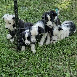 Border Collie Puppies from Bordercolliecouple