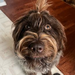 Berttie - Wirehaired Pointing Griffon