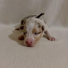 Brown Ribbon Red Merle Girl 5 - Red merle female Australian Shepherd puppy in Dundee, Ohio from Aussies Of Circle H