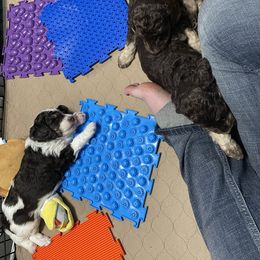 Poodle Puppies from Country Side Kennels