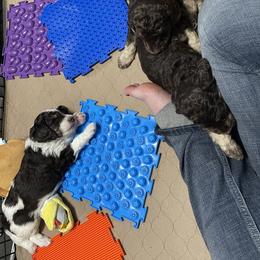 Poodle Puppies from Country Side Kennels