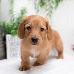 Duke - Red male Dachshund puppy in Lagrange, Indiana from Royal Paws