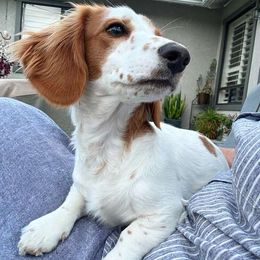 Blossom - Dachshund