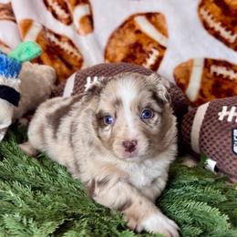 Applejack - Red merle female Australian Shepherd puppy in California from Eagle River Aussies