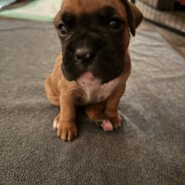 Girl 2 - Fawn female Boxer puppy in Volusia County, Florida from TKR Boxers