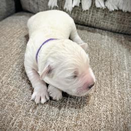 Girl 2 - female Golden Retriever puppy in Clovis, California from Puppy Love, Hall's Goldens