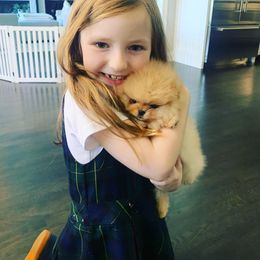 Pomeranian Puppies from Halo Poms