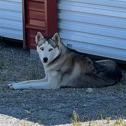 Bina - Siberian Husky