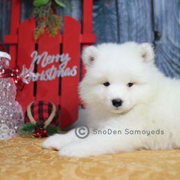 Blue Boy - White male Samoyed puppy in Tampa, Florida from SnoDen Samoyeds