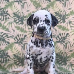 Echo - Lavender collar - White black and tan female Dalmatian puppy in Whitwell, Tennessee from Rock a Dalmatian “RockADal”