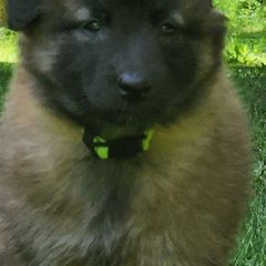 Belgian Tervuren Puppies from Kismet Belgian Tervuren's  owner Angela Ernst