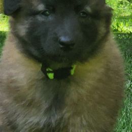 Belgian Tervuren Puppies from Kismet Belgian Tervuren's  owner Angela Ernst