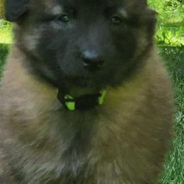 Belgian Tervuren Puppies from Kismet Belgian Tervuren's  owner Angela Ernst
