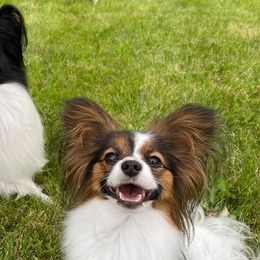 Papillons from PrimeTime Papillons