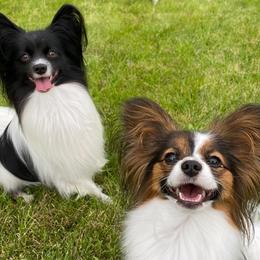 Papillons from PrimeTime Papillons